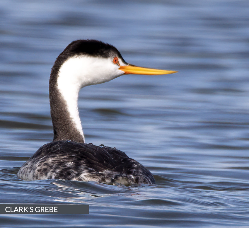 feature-clarks-grebe