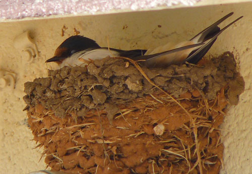 Barn Swallow nesting « BirdCam Blog