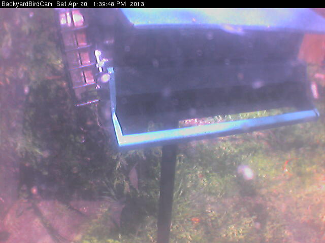Pat's Backyard Bird Cam
