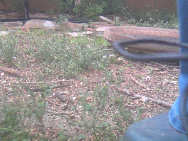 Pat's Backyard Bird Cam