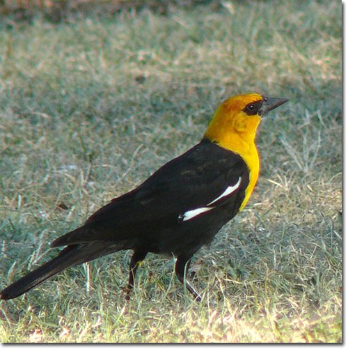 Backyard Bird Cam Yellowheaded Blackbird