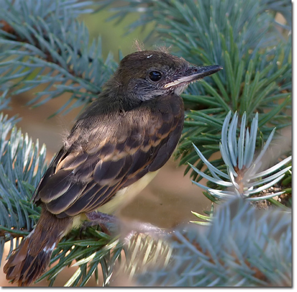 Great-crested Flycatcher fledgling