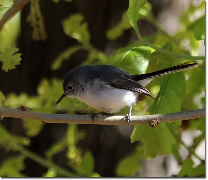  - gnatcatcher-bg-m-lg2