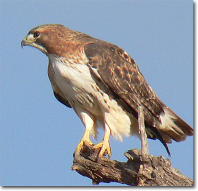 Hawk Bird on Majestic Bird
