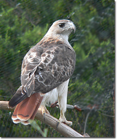 Pictures Of Red-Tailed Hawk - Free Red-Tailed Hawk pictures 