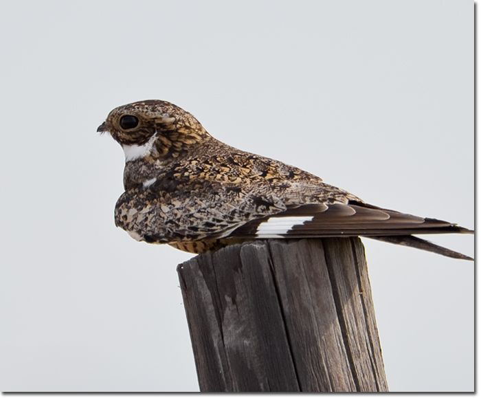 Backyard Bird Cam Common Nighthawk