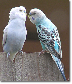 http://www.backyardbirdcam.com/gallery/parakeet-blue-lg.jpg
