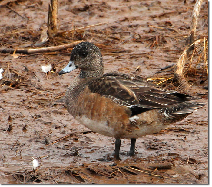  - wigeon-f-lg2