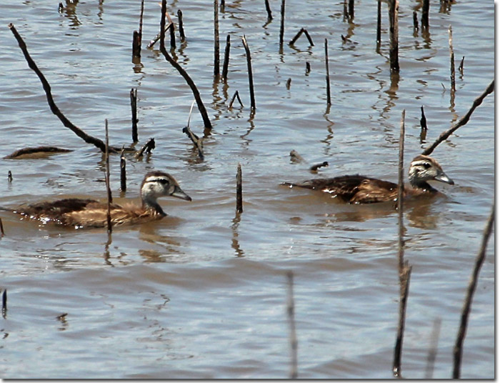 Backyard Bird Cam Wood Duck chicks
