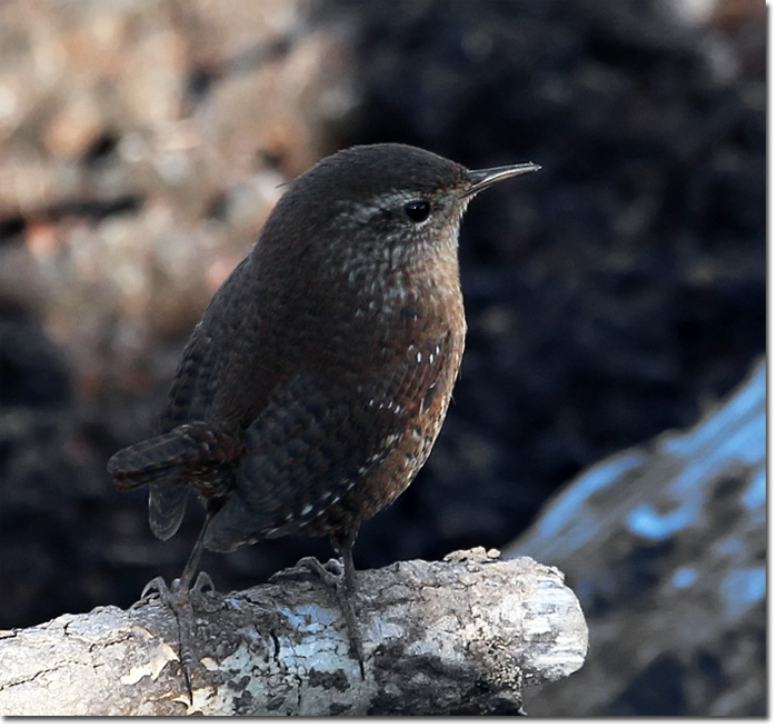  - wren-winter-lg5