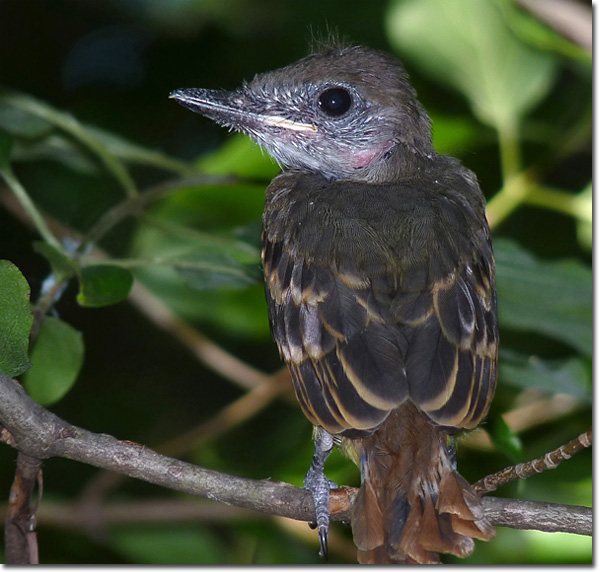 Great-crested Flycatcher fledgling